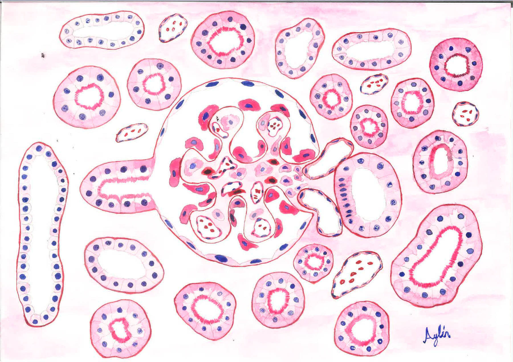 Watercolor Embryology Art – Yucar Lab