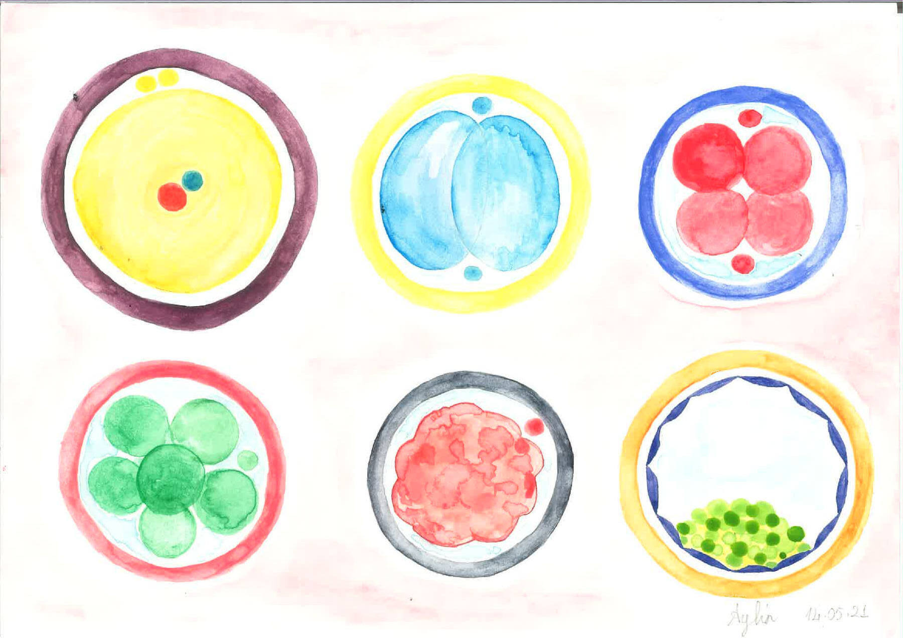 Watercolor Histology Art – Yucar Lab