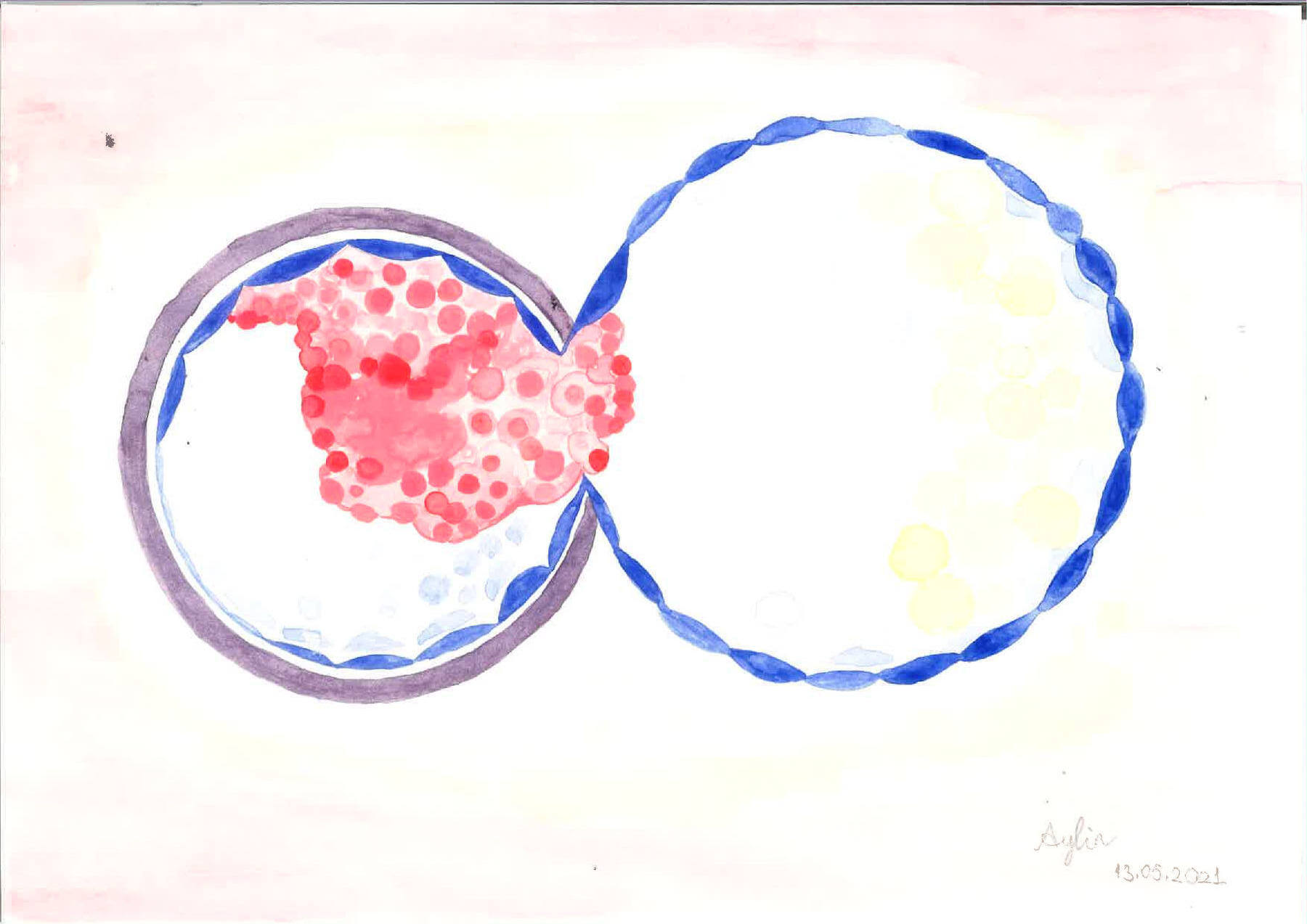 Watercolor Histology Art – Yucar Lab