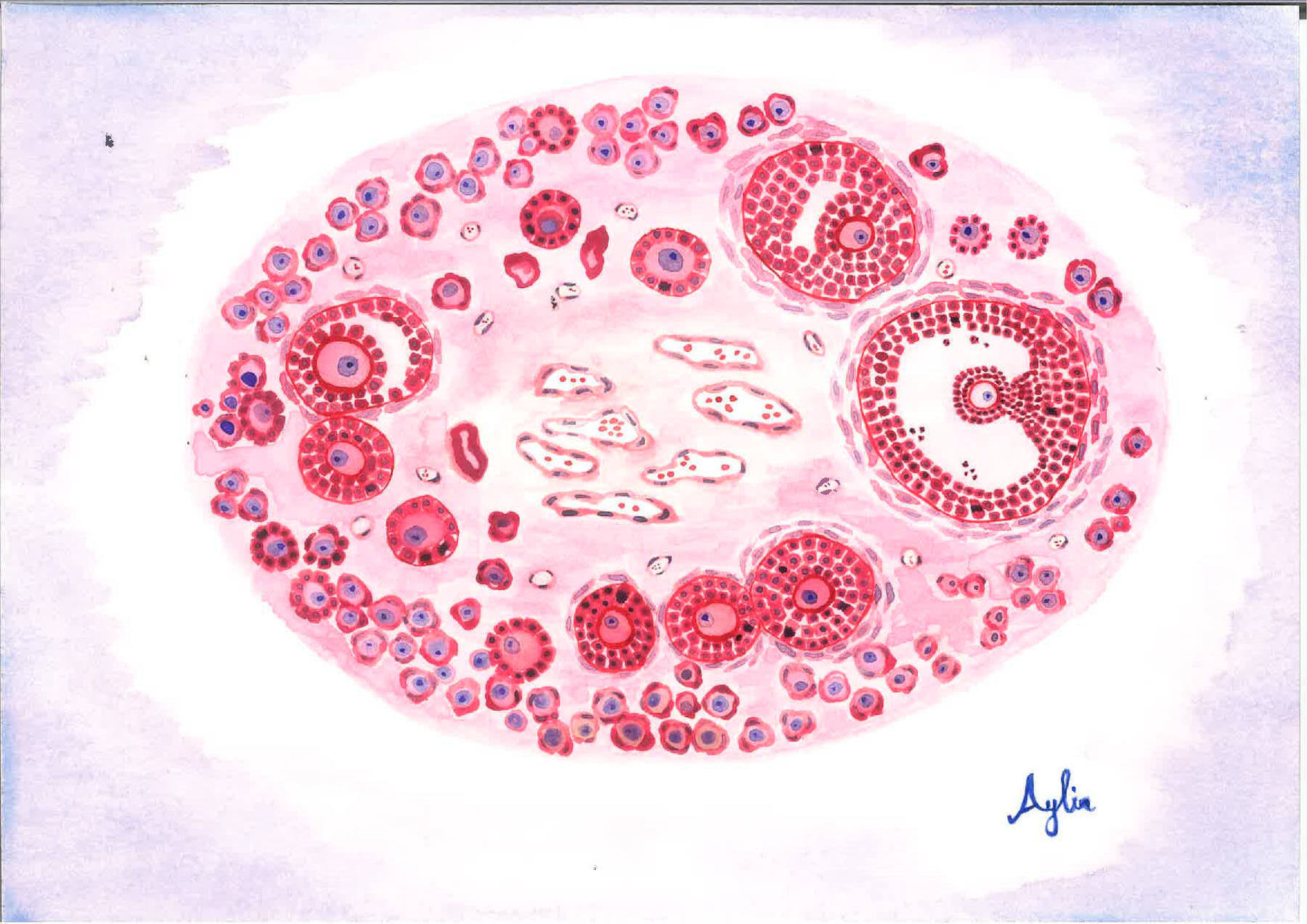 Watercolor Embryology Art – Yucar Lab