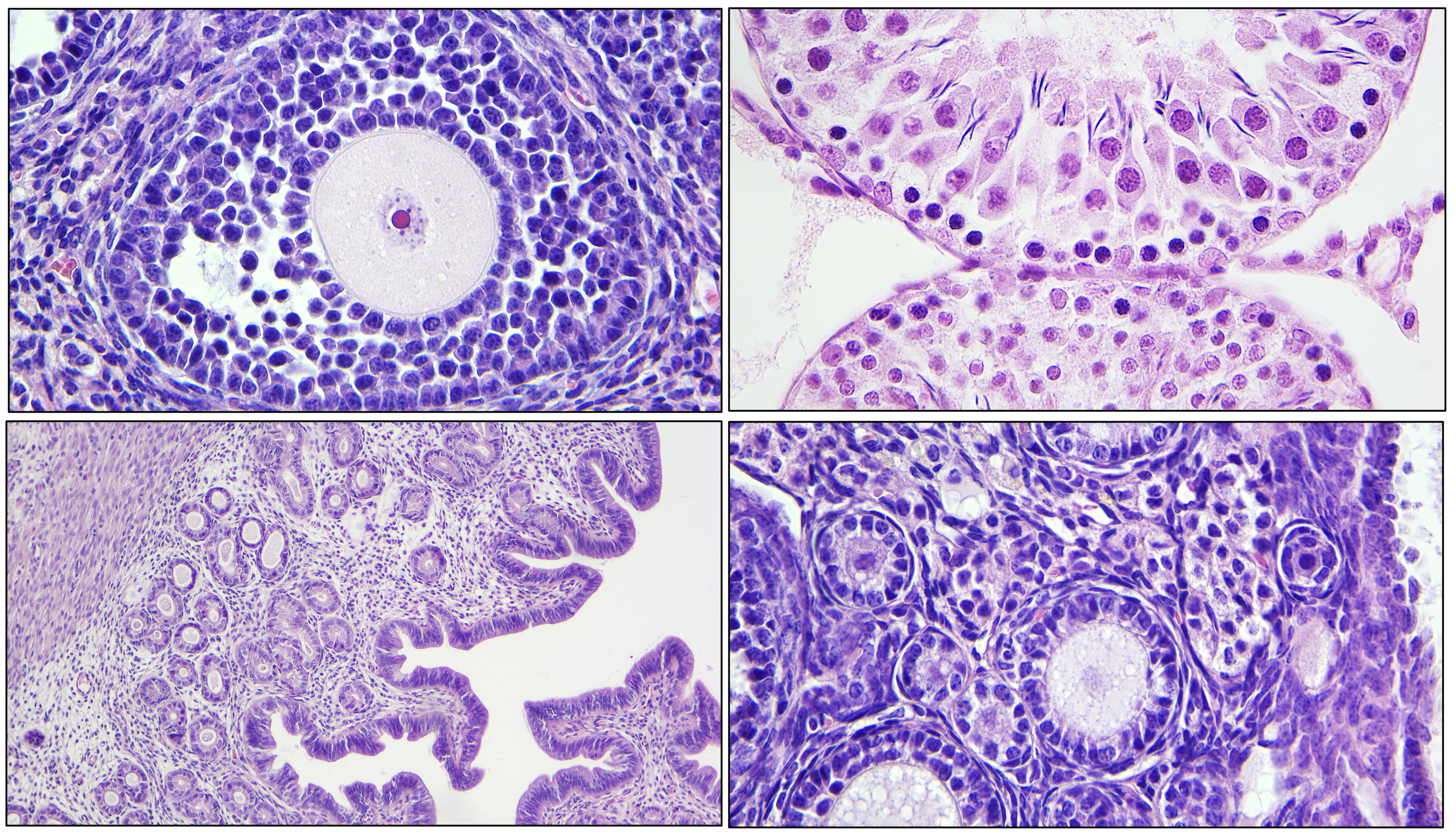 Tissue Processing and Histology
