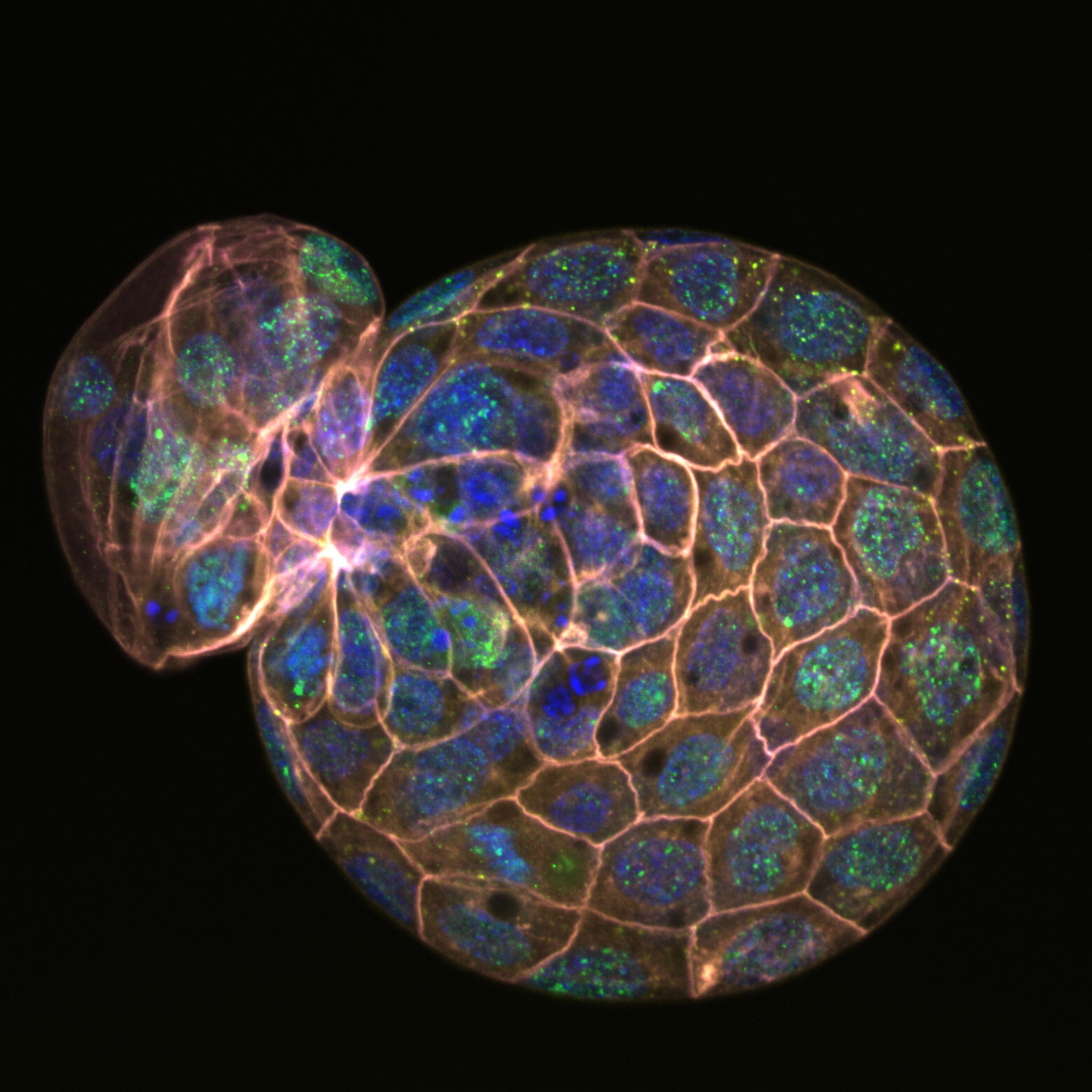 Yucar Lab Microscopy Research