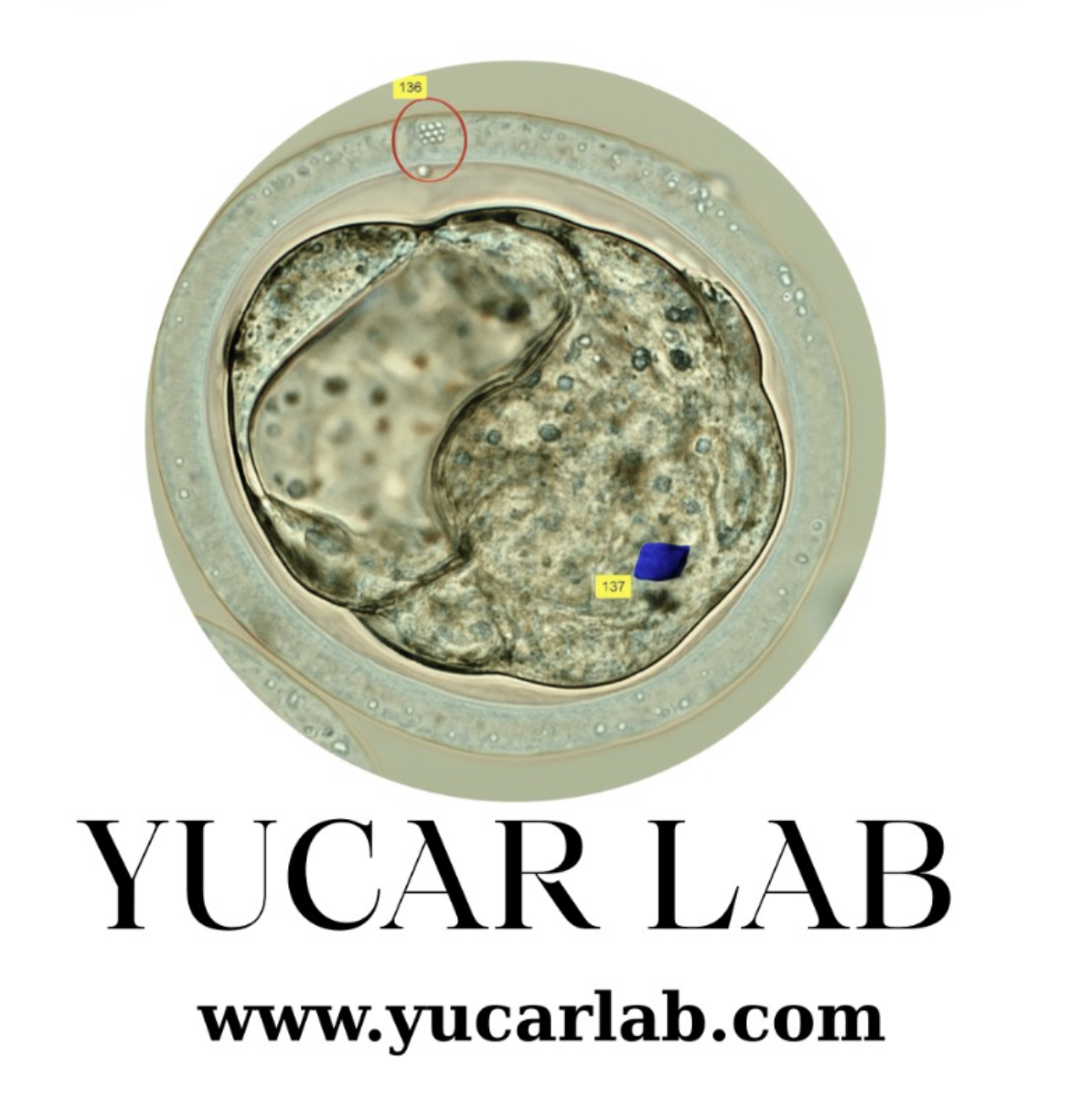 Yucar Lab Logo